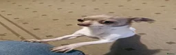 Chihuahua dogs for stud: Chihuahua stud dog only - Advert 4