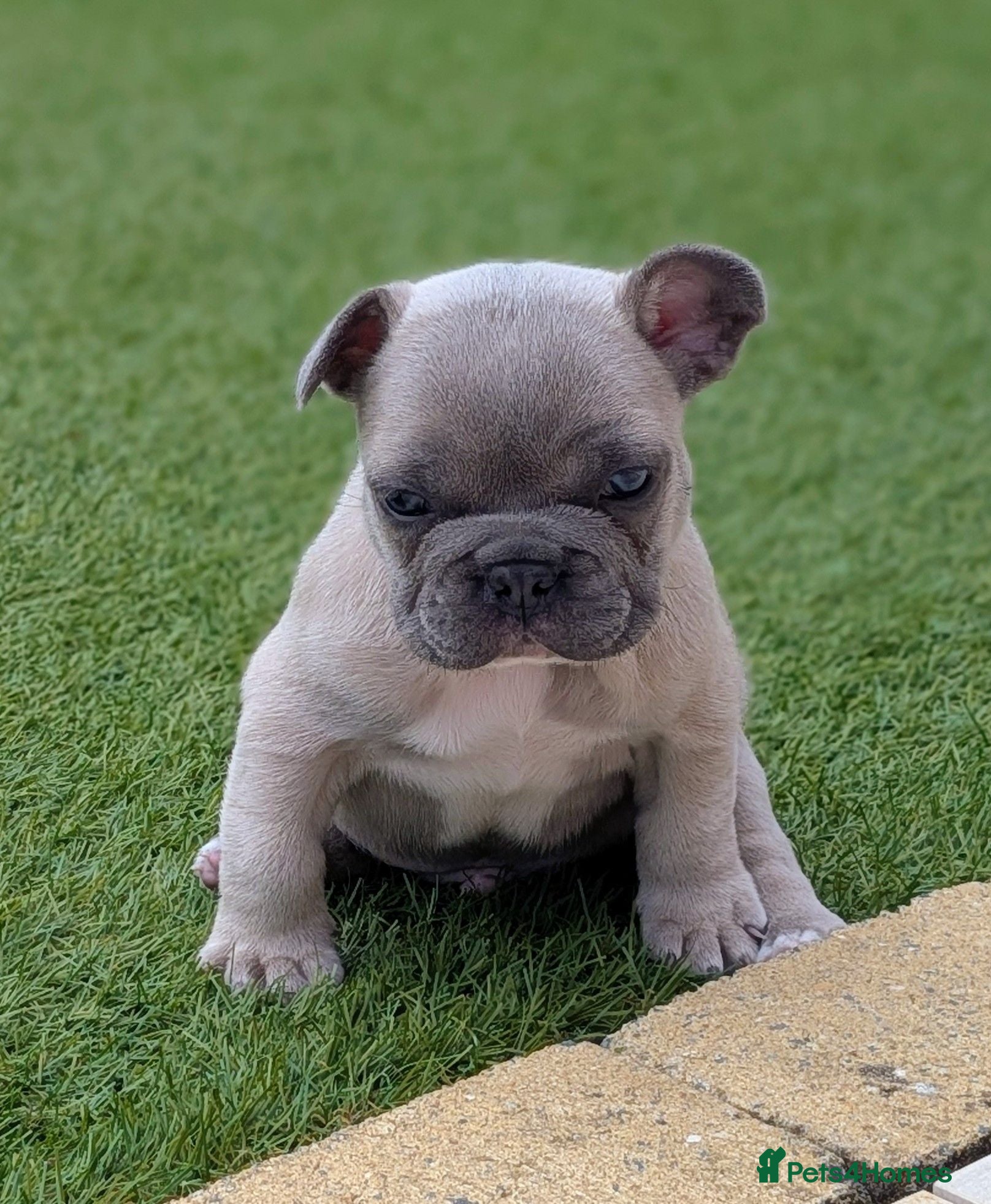 French Bulldog dogs French bulldog puppies  - Advert 2