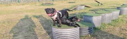 Patterdale Terrier dogs for sale: Bramble needs a new home - Advert 6