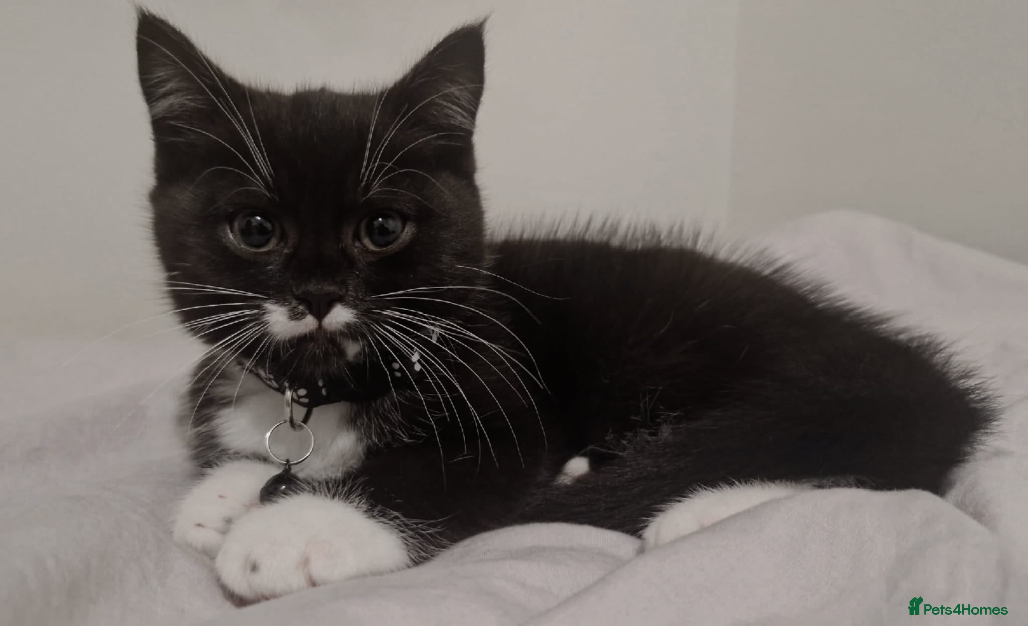 Mixed Breed cats Kitten - black and white  - Advert 17