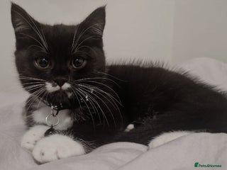 Mixed Breed cats Kitten - black and white - Advert 3