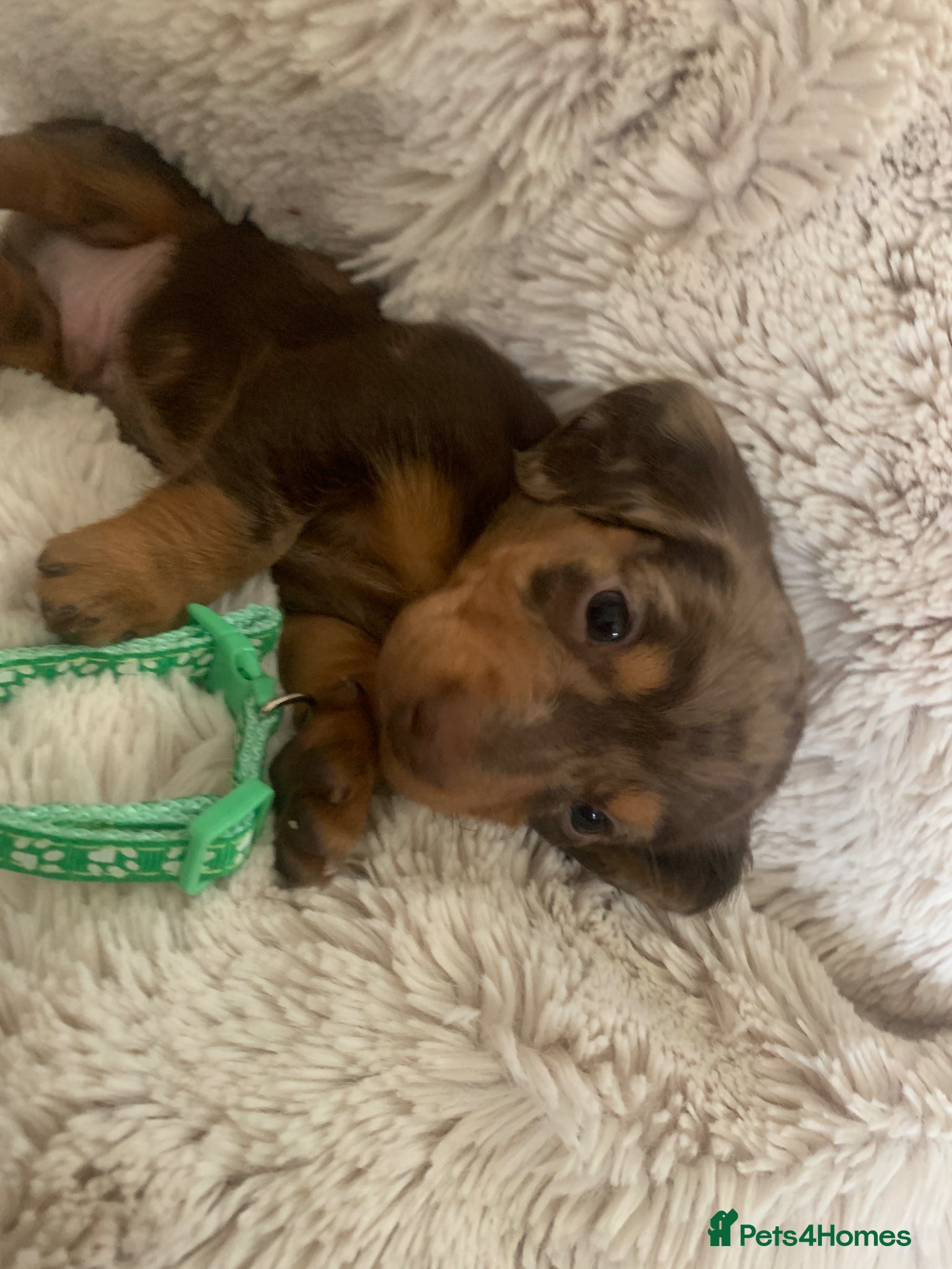 Dachshund dogs Miniature dachshund puppies pure bred  - Advert 4
