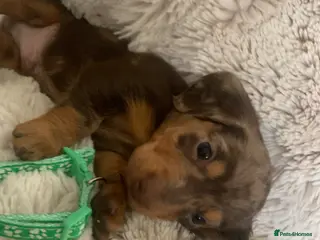 Dachshund dogs Miniature dachshund puppies pure bred - Advert 4