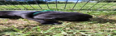 Labrador Retriever 1