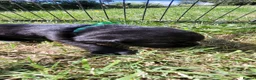 Labrador Retriever dogs for sale: KC Reg Black Labrador Puppies – Ready soon!! - Advert 19