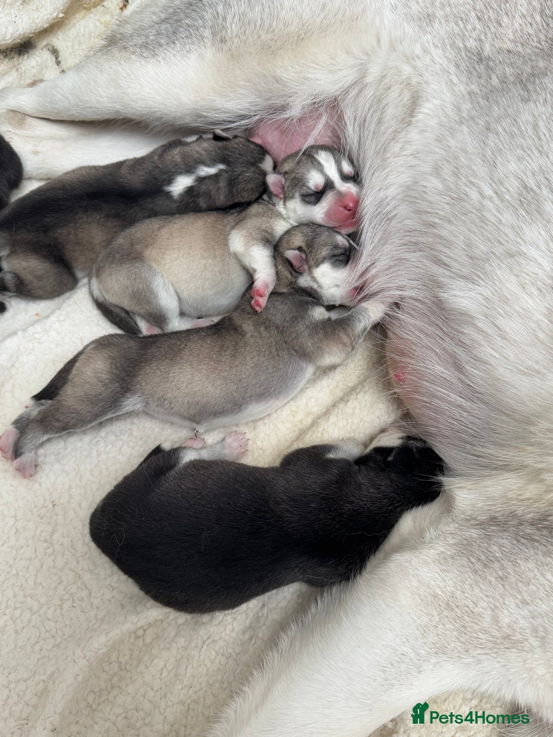 Siberian Husky dogs for sale: KC REGISTERED SIBERIAN HUSKYS MOM/DAD CAN BE SEEN - Advert 12