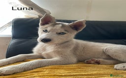 Siberian Husky dogs for sale: Siberian Husky puppies ❤️ - Image 5