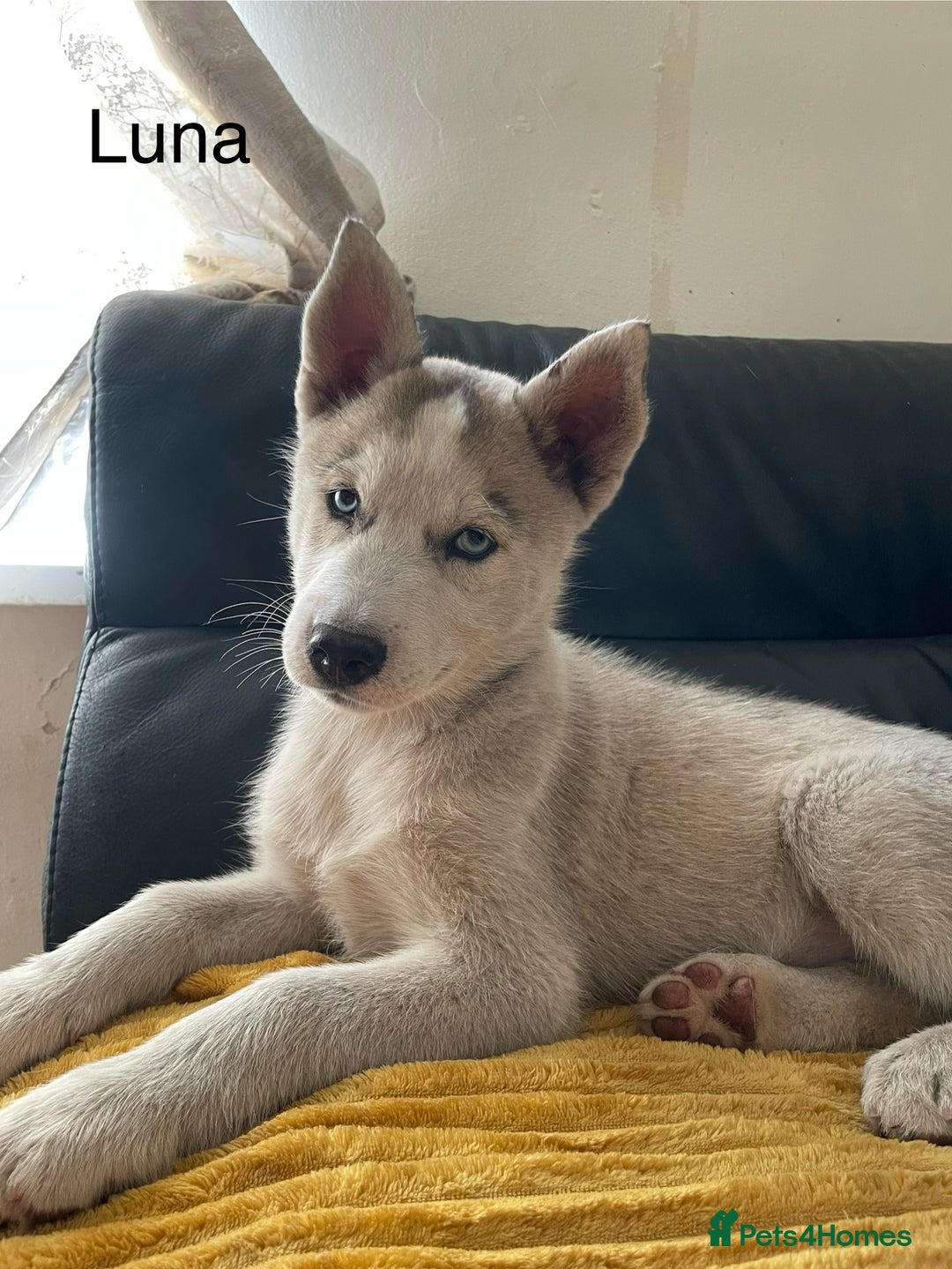 Siberian Husky dogs for sale: Siberian Husky puppies ❤️ - Image 5