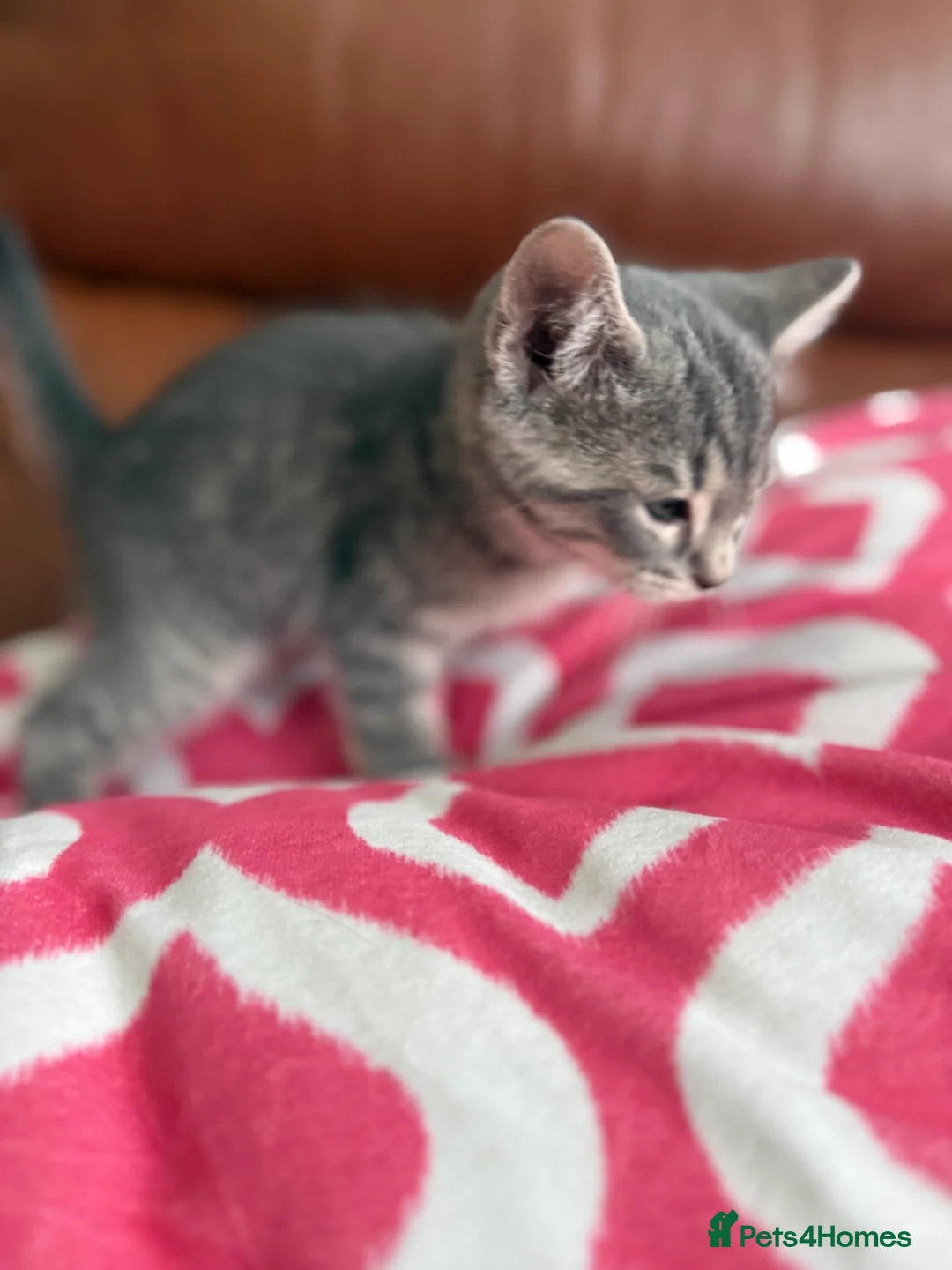 Mixed Breed cats for sale: Mixed Bengal and tabby cats  - Advert 16