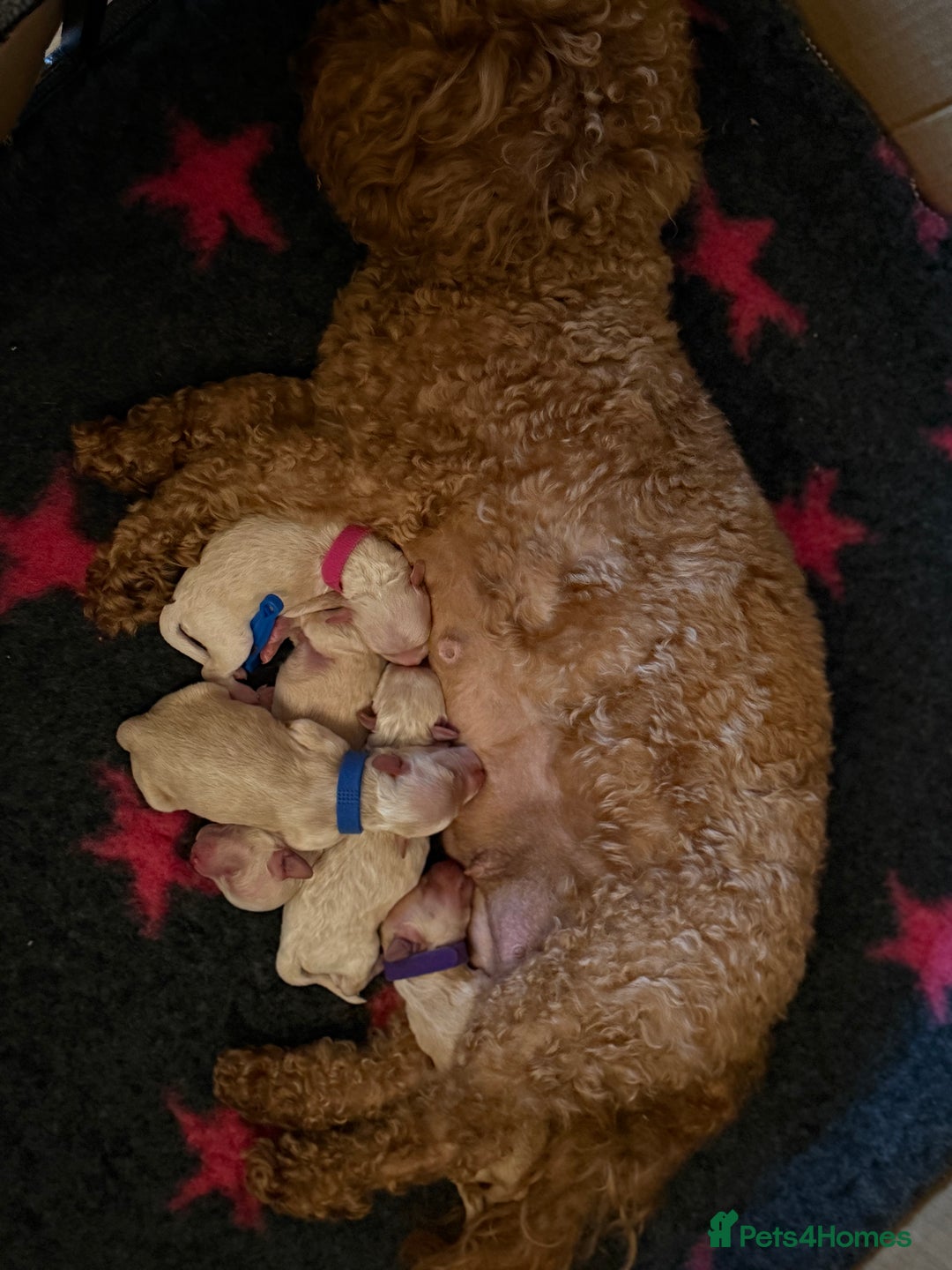 Poochon dogs for sale: poochon puppies  - Image 2