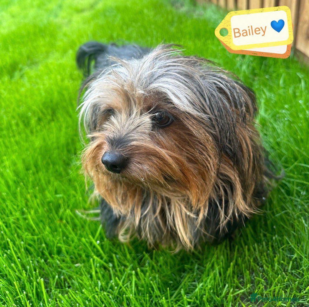 Yorkshire Terrier dogs for adoption: 💙🐶 BAILEY 🐶💙 - Image 2