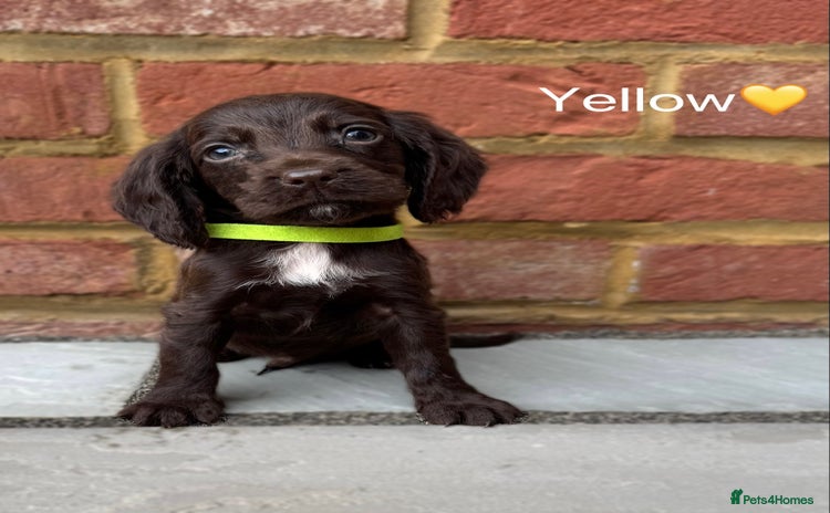 Cocker Spaniel dogs - Advert 15