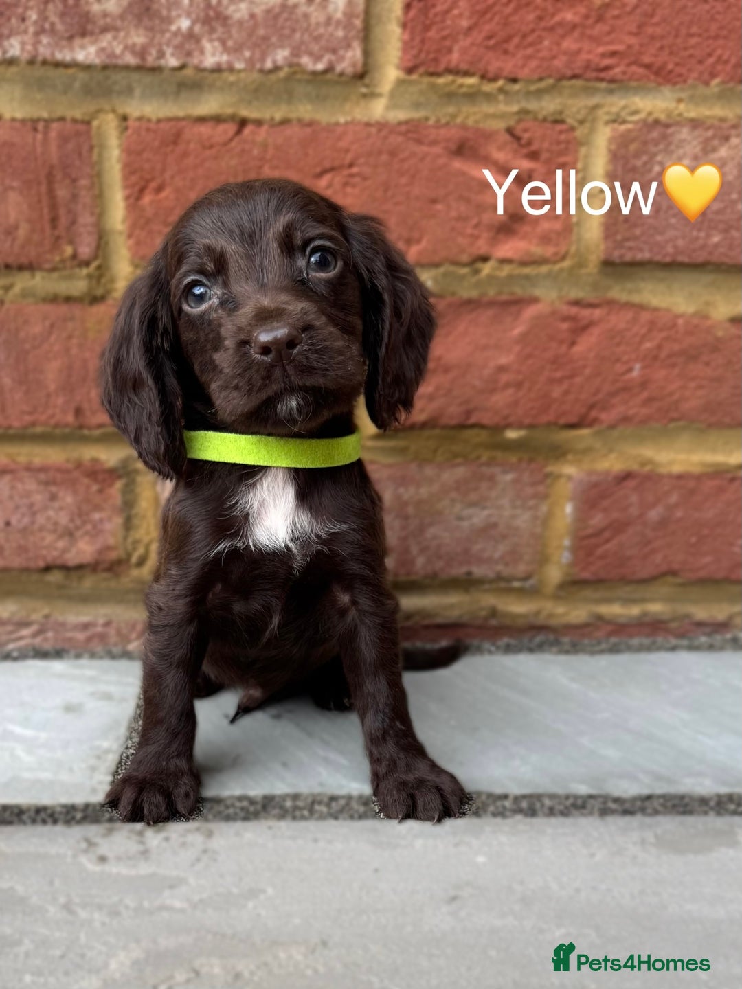 Cocker Spaniel dogs for sale: Beautiful cocker spaniel pups for sale!🐶 - Image 1
