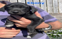 Mixed Breed dogs for sale: Stunning DNA heath test Collie x Hungarian Viszla - Image 2