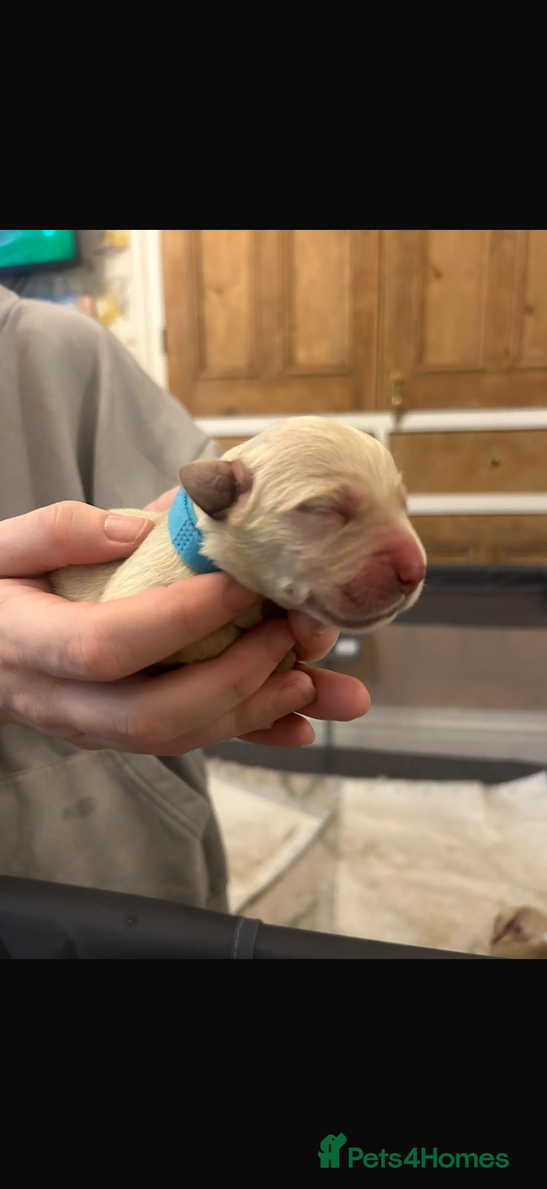 Goldador dogs for sale: 8 beautiful golden retriever x red lab puppies  - Advert 23