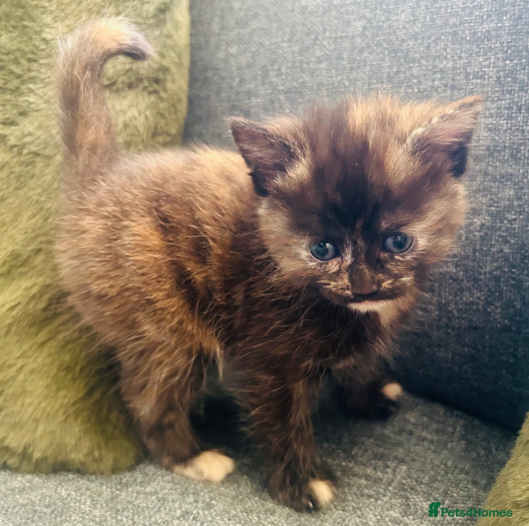 Mixed Breed cats for sale: 3 Adorable Female Kittens - Advert 4