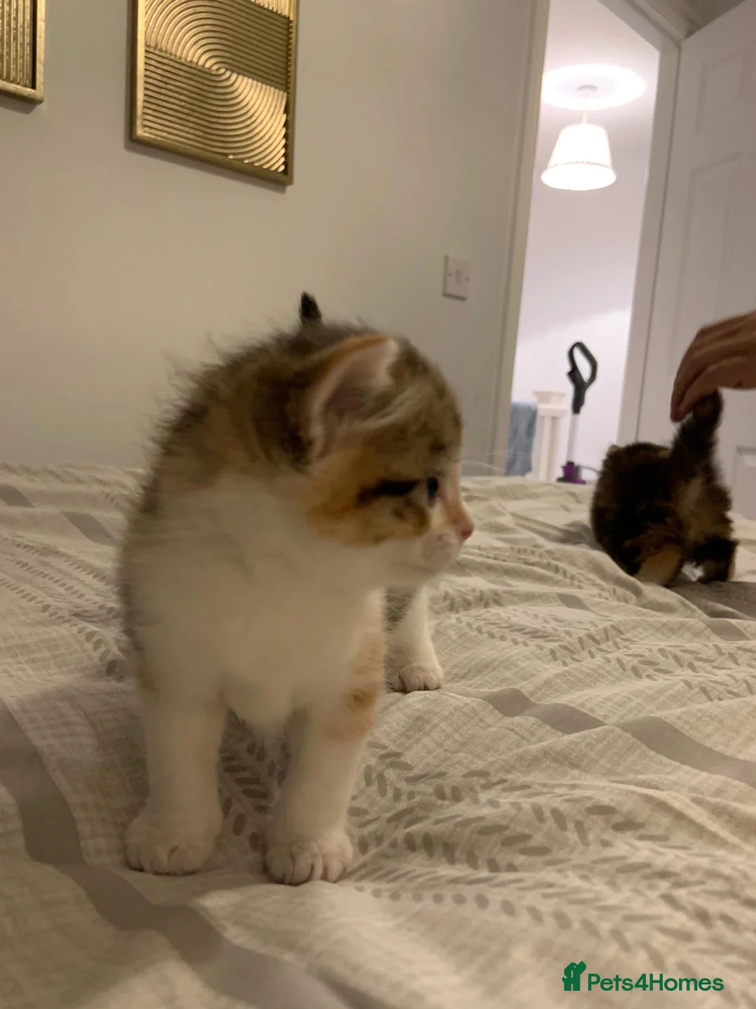 Mixed Breed cats for sale: Beautiful Playful Kittens Ready for Loving Homes - Advert 5
