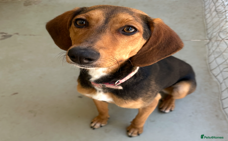 Mixed Breed dogs - Advert 4
