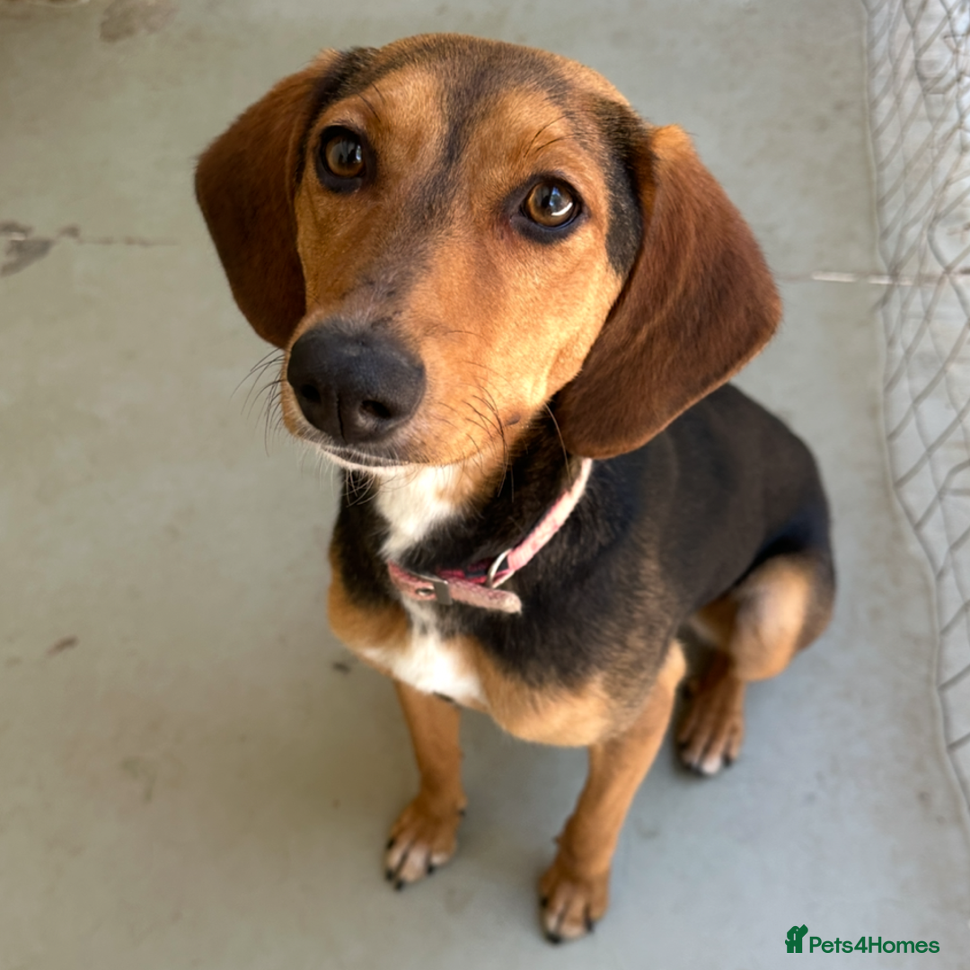 Mixed Breed dogs for adoption: Jilly (Greek Harehound mix) - Image 1