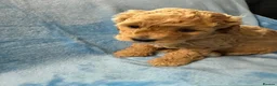 Maltipoo dogs for sale: Stunning Red & Apricot Maltipoo Puppies - Advert 14