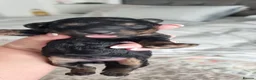 Toy Poodle dogs for sale: Kc reg toy poodle READY NOW - Advert 24