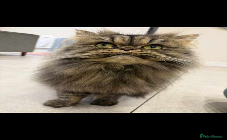 Persian cats - Advert 1