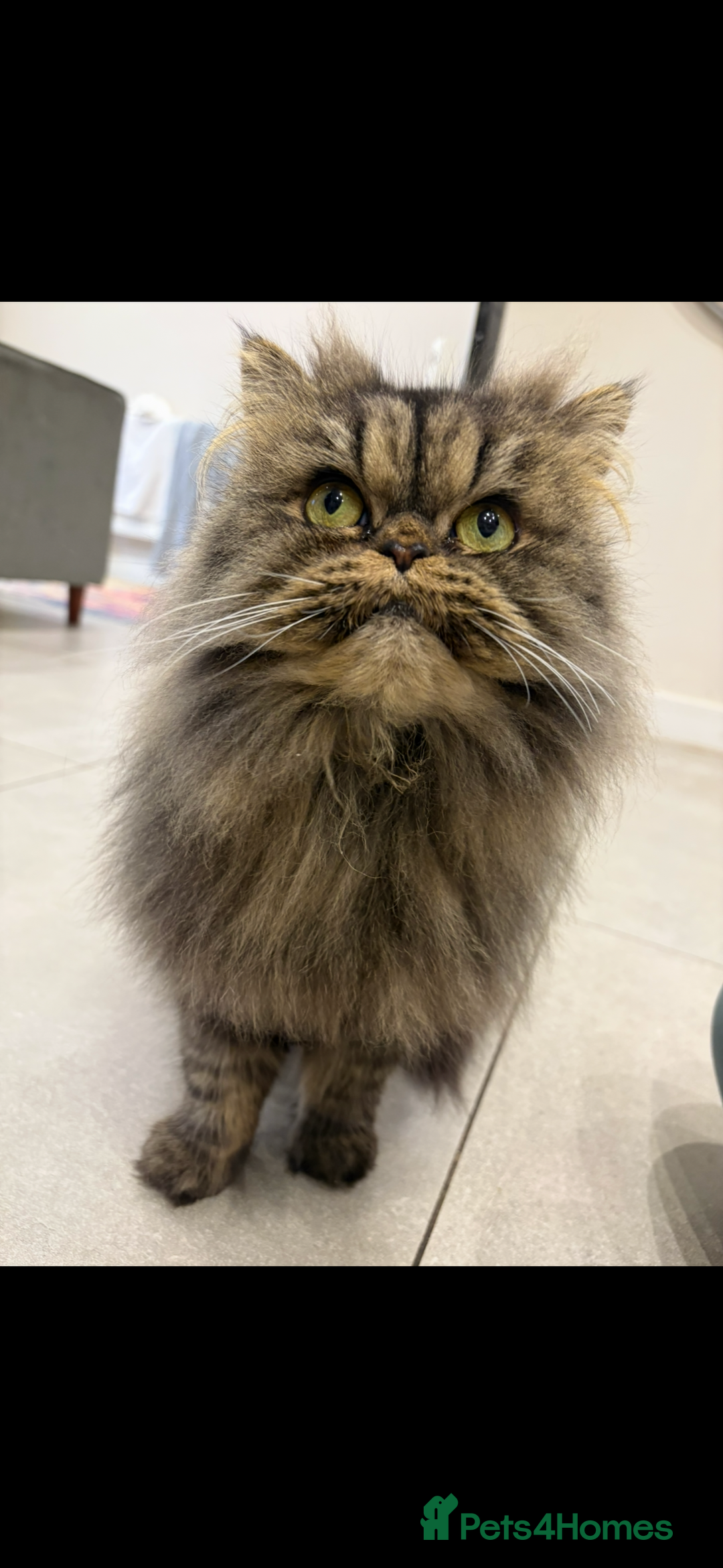 Persian cats for sale: Mother and daughter cats for sale  - Image 1