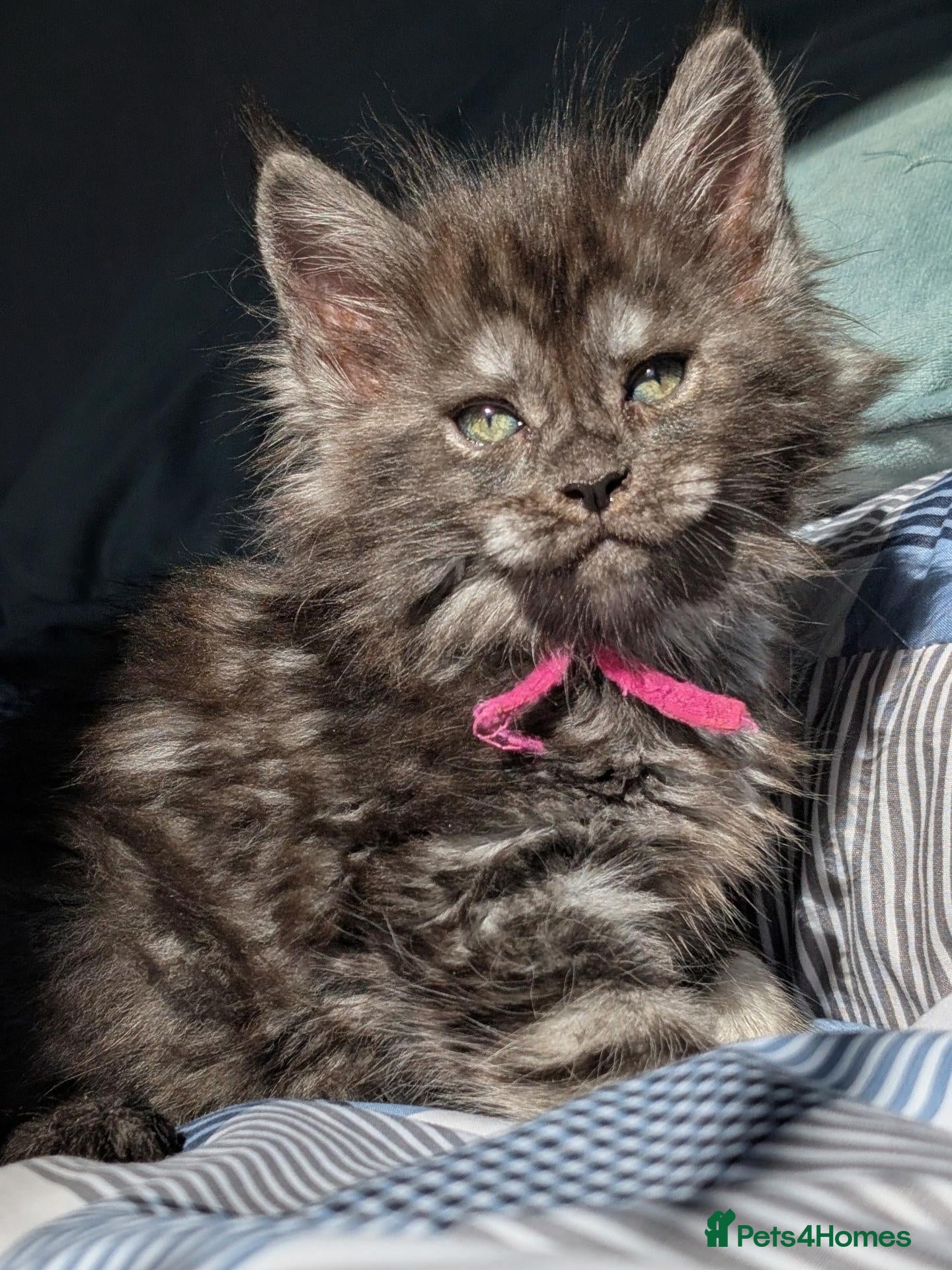 Maine Coon cats Black&Black Smoke Tica registered  - Advert 1