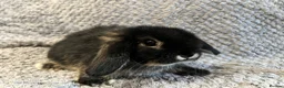 Mini Lop rabbits for sale: Mini Lops available from this weekend  - Advert 4