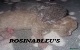 British Shorthair cats for sale:  Gccf British shorthair kittens champion lines 🏆 - Image 21