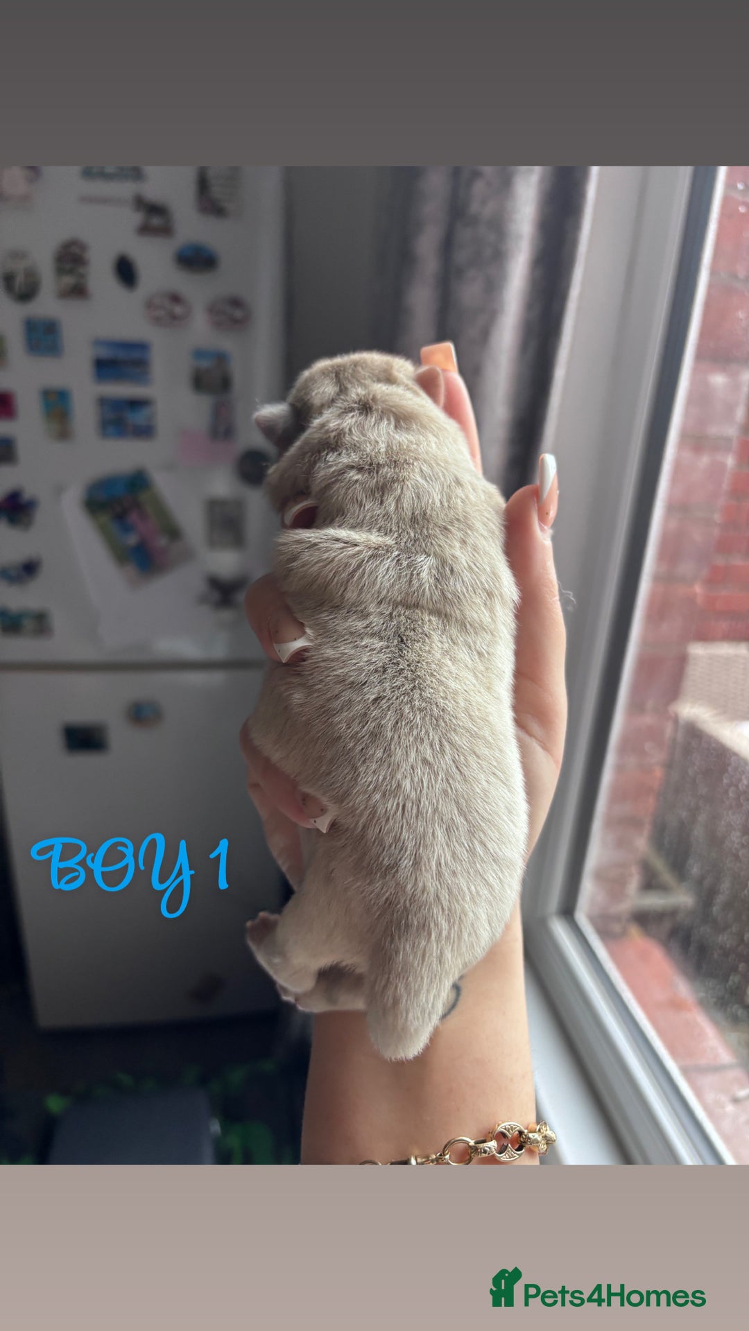 Mixed Breed dogs for sale: Chowpom puppies - Advert 5