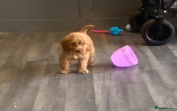 Cockapoo dogs for sale: F1 Cockapoo red puppies - Image 17