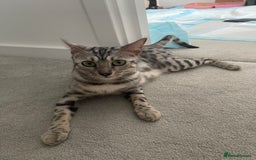 Bengal cats for sale: Female bengal cat - Image 2