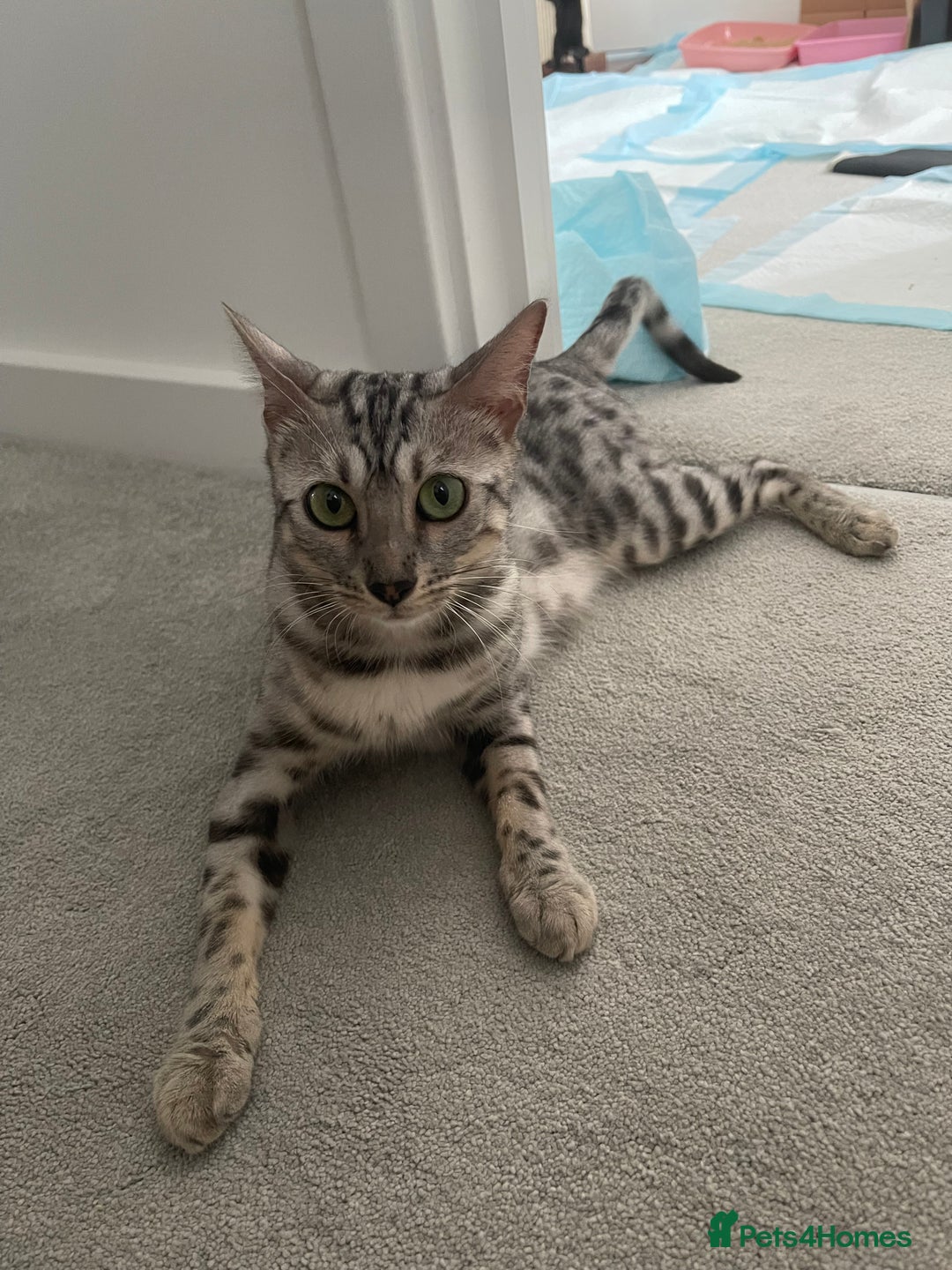 Bengal cats for sale: Female bengal cat - Image 2