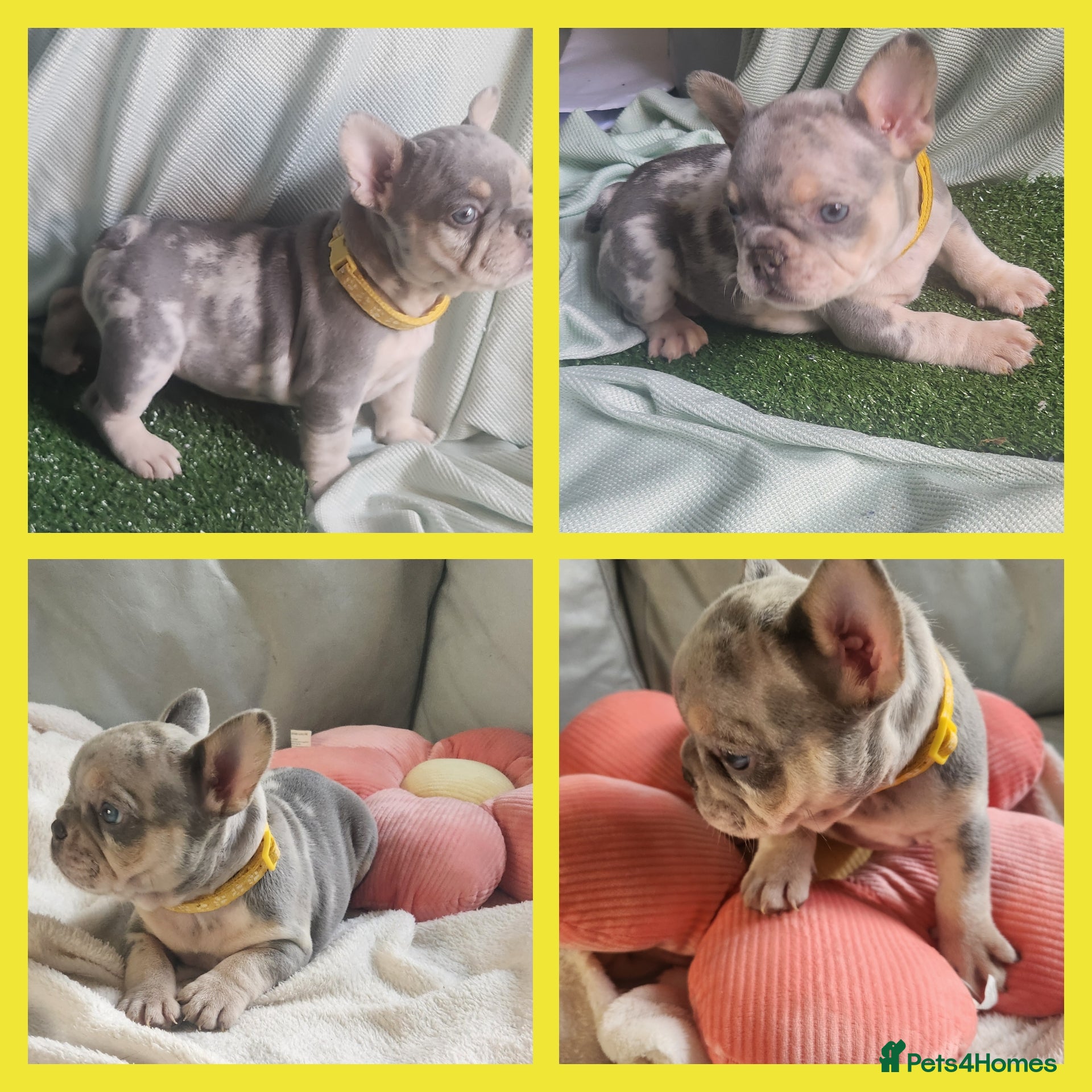 French Bulldog dogs Most Ardoarble Frenchies - Advert 16