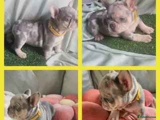 French Bulldog dogs Most Ardoarble Frenchies - Advert 1