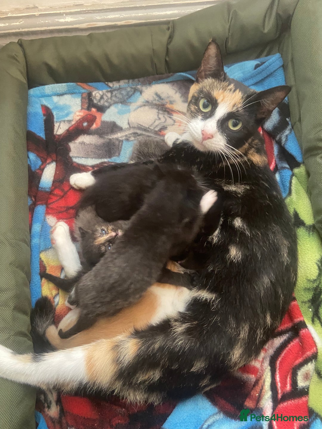 Mixed Breed cats for sale: 4 beautiful kittens. 1 boy 3 girls  - Image 7