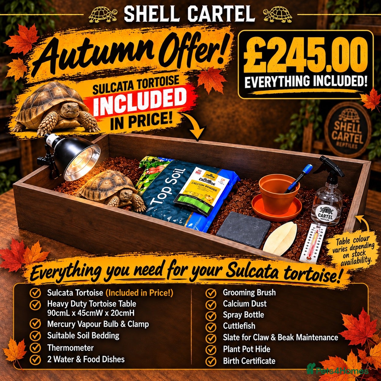 Tortoise reptiles BABY SULCATAS & SET UPS - Advert 2