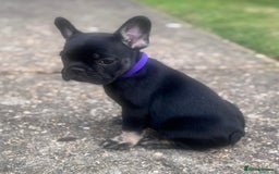 French Bulldog dogs for sale: Beautiful litter of pinks and fluffys  - Image 20