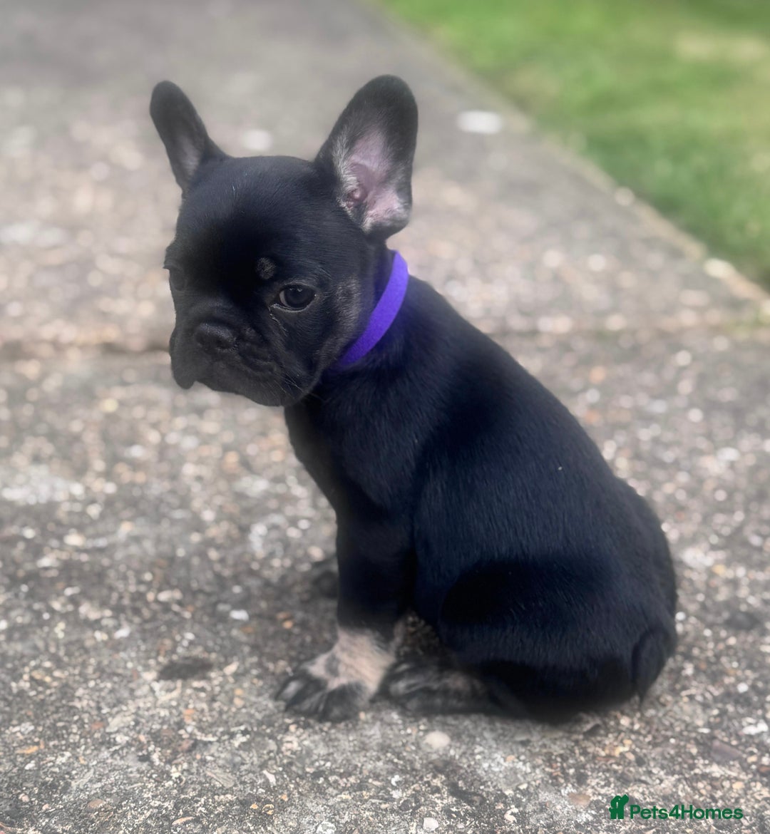 French Bulldog dogs for sale: Beautiful litter of pinks and fluffys  - Image 20