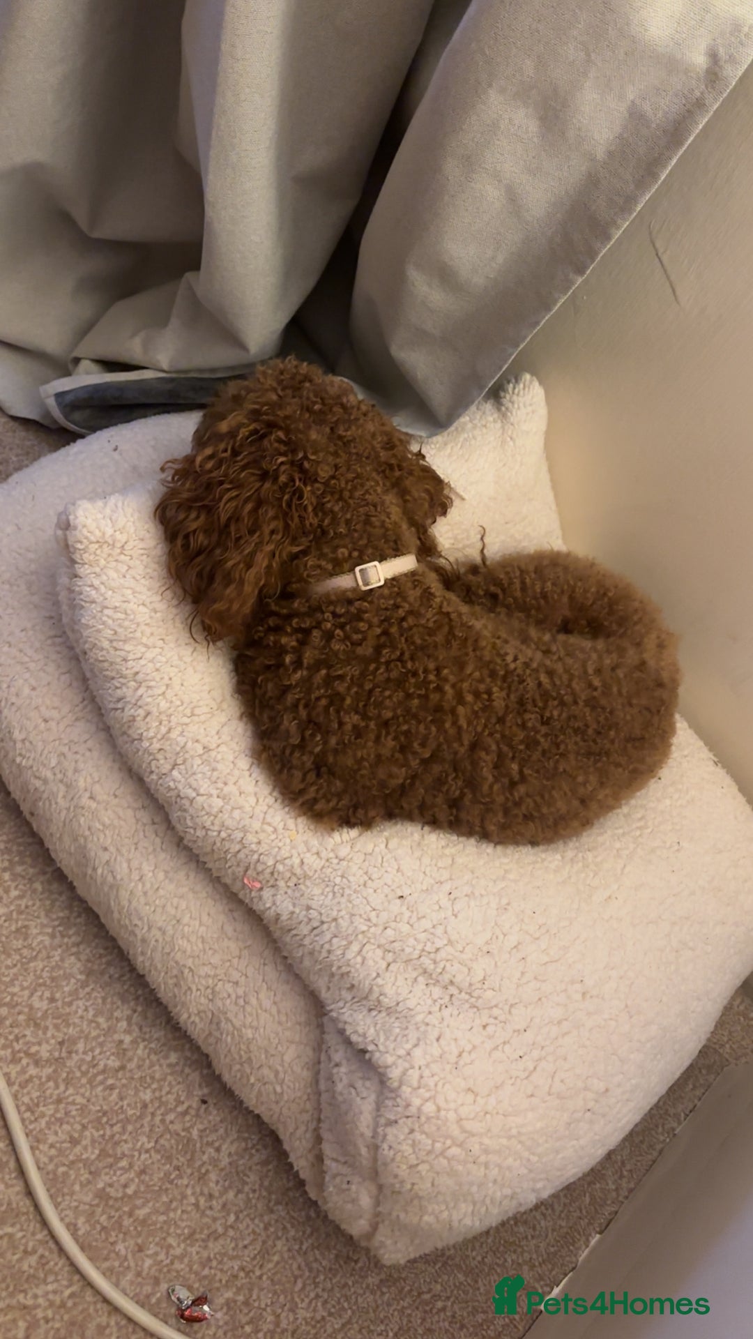 Cockapoo dogs for sale: ⭐️Cockapoo stunning red ⭐️ - Advert 2