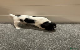 English Springer Spaniel dogs for sale: Gorgeous working English Springer Spaniel Puppies - Image 9