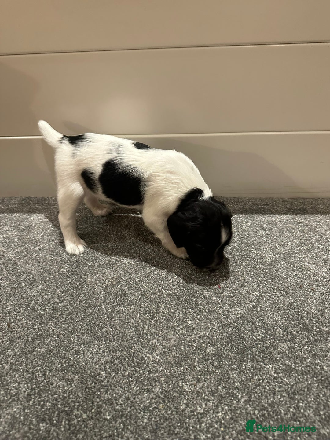 English Springer Spaniel dogs for sale: Gorgeous working English Springer Spaniel Puppies - Image 9