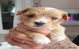 Maltipoo dogs for sale: 6 Pedigree Club registered Maltipoo puppies - Image 21