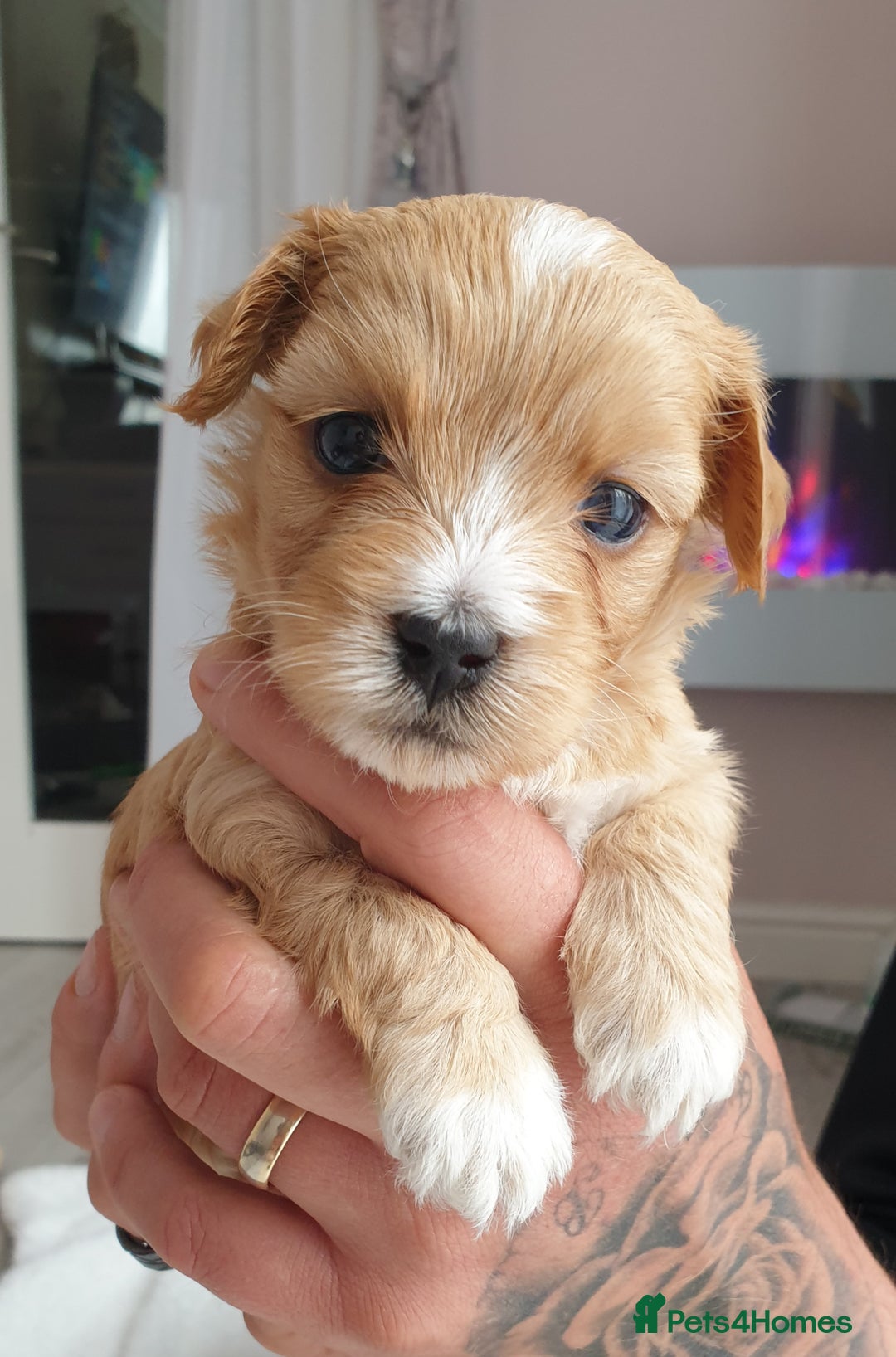 Maltipoo dogs for sale: 6 Pedigree Club registered Maltipoo puppies - Image 21