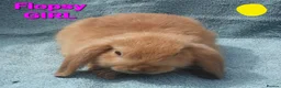 Mini Lop rabbits for sale: 5 Beautiful Baby Mini Lops - Advert 7