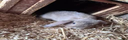 Mini Lop rabbits for sale: 5 beautiful bunnies for sale  - Advert 13