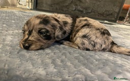 Cockapoo dogs for sale: 5 ⭐️ Cockapoo Puppies for 5 ⭐️ homes only - Image 4