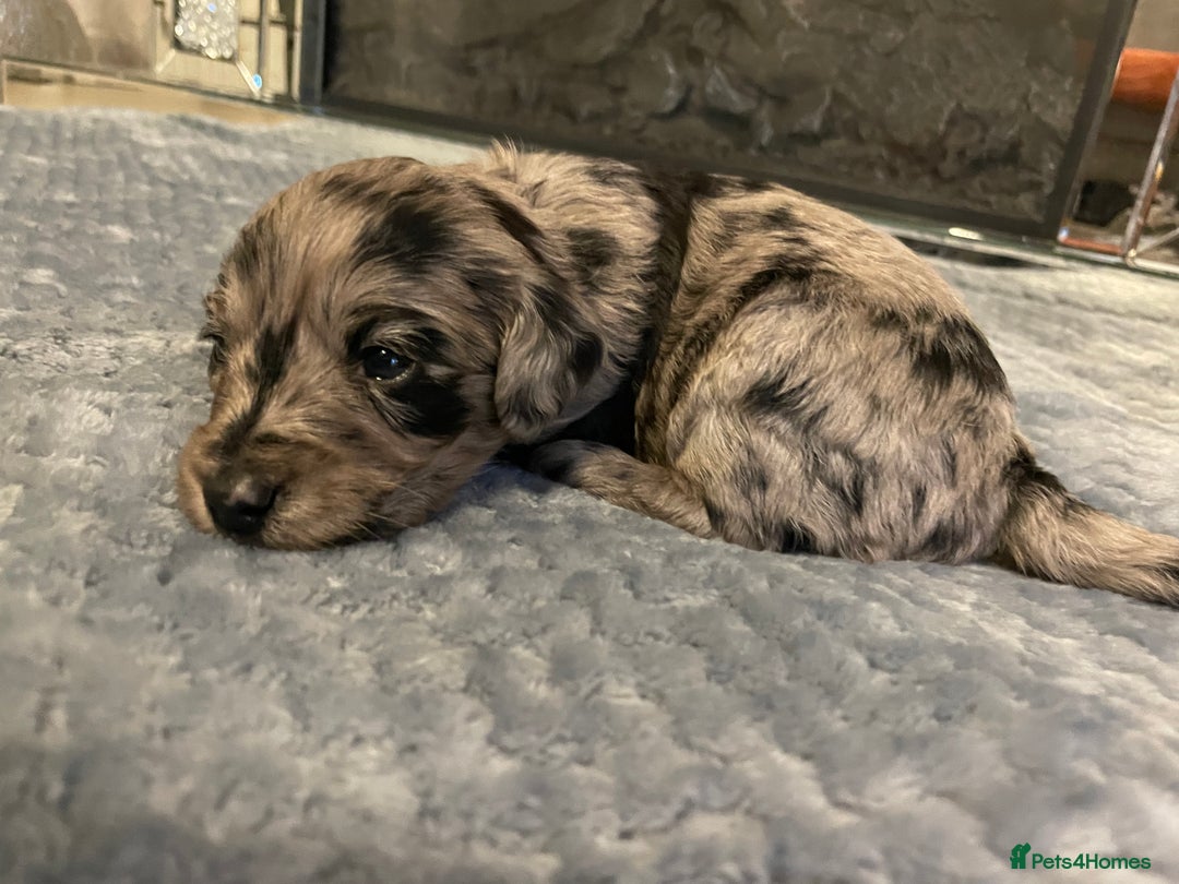 Cockapoo dogs for sale: 5 ⭐️ Cockapoo Puppies for 5 ⭐️ homes only - Image 4
