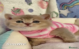 British Shorthair cats for sale: Pure Pedigree British Shorthair  - Image 8